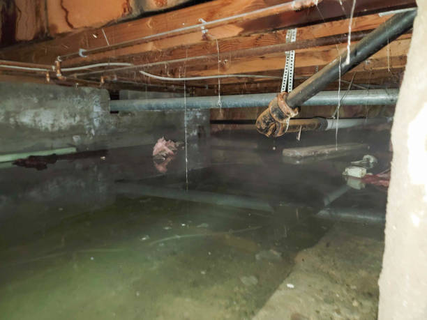 Best 24/7 water damage repair  in College Park, MD