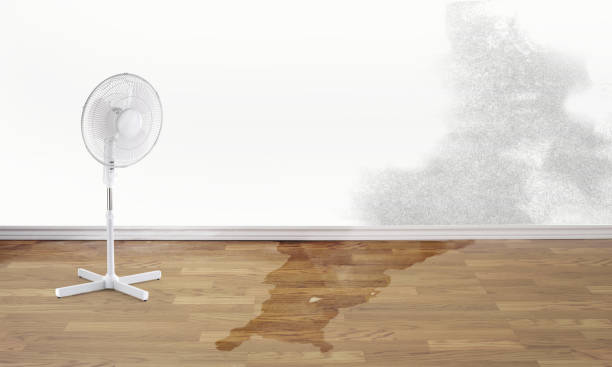 Best Local water damage restoration  in College Park, MD